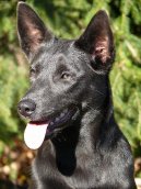 :  > Australská kelpie (Australian Kelpie)