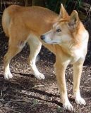 :  > Australský chrt (Australian Greyhound)
