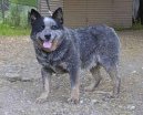 :  > Australský honácký pes (Australian Cattledog)