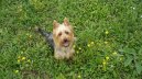 :  > Australský teriér (Australian Terrier)