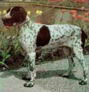 :  > Auvergneský ohař krátkosrstý (Auvergne pointer)