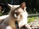 :  > Balinéska kočka (Balinese Cat)