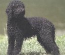 :  > Barbet (BarbetĐ± French Water Dog)