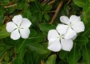 :  > Barvínek růžový, katarantus (Catharanthus roseus)