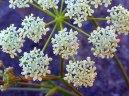 :  > Bedrník Obecný (Pimpinella saxifraga)