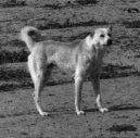 :  > Beduínský pastevecký pes (Bedouin Shepherd Dog)