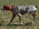 :  > Belgický ohař (Belgian Shorthaired Pointer)