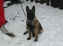 :  > Belgický ovčák - Malinois (Chien de Berger Belge)