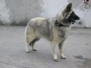 :  > Belgický ovčák (Chien de Berger Belge)