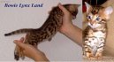 :  > Bengálská kočka, leopardí kočka (Bengal Cat)