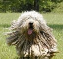 :  > Bergamský ovčák (Bergamasco Shepherd Dog)