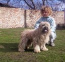 :  > Pyrenejský ovčák s dlouhou srstí (Pyrenean Sheepdog Long-haired)