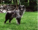 :  > Pyrenejský ovčák s kratkou srstí (Pyrenean Sheepdog)