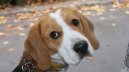 :  > Bígl (Beagle)
