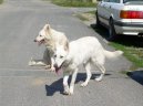 :  > Bílý švýcarský ovčák (Berger Blanc Suisse, White Swiss Shepherd Dog)