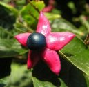 :  > Blahokeř, klerodendrum (Clerodendrum)