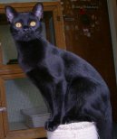 :  > Bombajská kočka (Bombay cat)