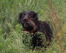 :  > Boykin španěl (Boykin Spaniel)