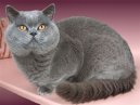 :  > Brazilian Shorthair (Brazilian Shorthair Cat)