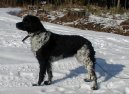 :  > Bretaňský ohař dlouhosrstý (Brittany Spaniel)