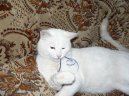 :  > Britská krátkosrstá kočka (British Shorthair Cat)