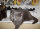 :  > Britská krátkosrstá kočka (colourpoint) (Kitten in the house)