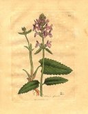 :  > Bukvice Lékařská (Stachys betonica)