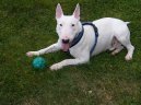 :  > Bulteriér (Bullteriér) (Bull Terrier)