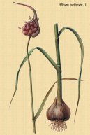 Фотография: Allium sativum L.