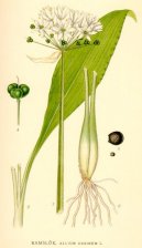 Фотография: Allium ursinum L