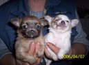 :  > Čivava (Archiv diskuzí) (Chihuahua (Archiv diskuzí))