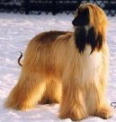 :  > Afgánský původní chrt (Afghan Original Hound)