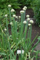 Фотография: Allium fistulosum L.