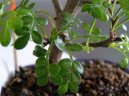 :  > Čínský pepř (Caragona spinosa)