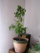 :  > Citroník (Citrus)