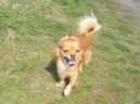 :  > Čivava (Alternativní) (Chihuahua 2)