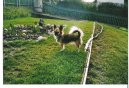 :  > Čivava (Chihuahua)