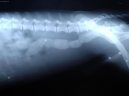 :  > Cizí tělesa v zažívacím traktu a kostní trus. (Veterinární zákroky)