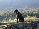 :  > Curly coated retrívr (Curly Coated Retriever)