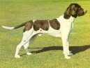 :  > Dánský ohař krátkosrstý (Old Danish Pointing Dog, Gammel Dansk Honsehund)