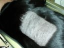 :  > Dermatologie (Veterinární zákroky)