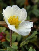 :  > Dryádka osmiplátečná (Dryas octopetala)