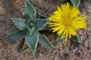 :  > Faukárie, (Faucaria tigrina)