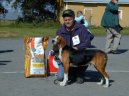 :  > Finský honič (Suomenajokoira, Finnish Hound)