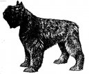 Flanderský bouvier