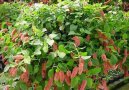 Акалифа (Лисий хвост) (Acalypha) / Комнатные растения и цветы