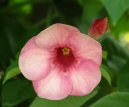 Алламандра слабительная (Allamanda cathartica) / Комнатные растения и цветы / Многолетние