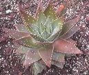 Фотографии к статье: Алоэ (Столетник) (Aloe)