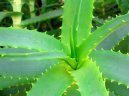 Фотографии к статье: Алоэ (Столетник) (Aloe)