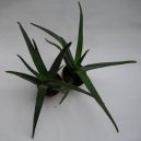 Алоэ (Столетник) (Aloe) / Комнатные растения и цветы
